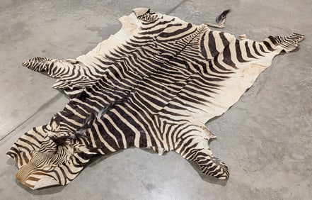Large Tanned African Zebra Hide w/ Face & Tail