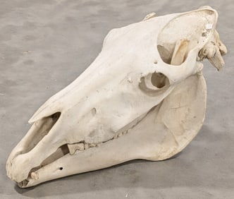 Zimbabwe Zebra Skull Taxidermy Mount