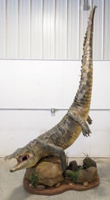 12ft Full Body Swimming Saltwater Crocodile