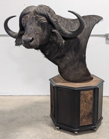 MONSTER Gold Medal Cape Buffalo Taxidermy Mount 42 INCH SPREAD on Rolling Pedestal