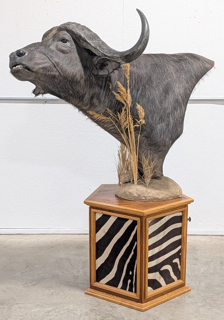 Large Cape Buffalo Pedestal Shoulder Mount Taxidermy w/ Zebra Accents: A really nice looking mount with great detail in the face, nice large horns, a zebra hide accent on the back, and a matching zebra hide pedestal. Mount is in nice condition with a bit of damage on his