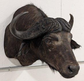 African Cape Buffalo Shoulder Mount Taxidermy
