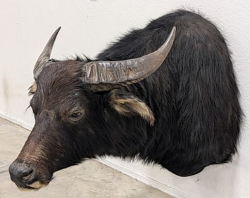 Large Water Buffalo Shoulder Mount Taxidermy