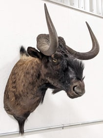 African Black Wildebeest Shoulder Mount Taxidermy