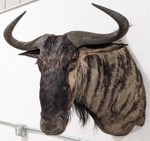 African Blue Wildebeest Shoulder Mount Taxidermy