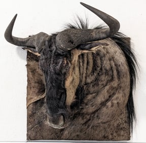 African Blue Wildebeest Square Hide Shoulder Mount Taxidermy