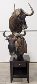 African Black & Blue Wildebeest Pedestal Taxidermy Mount on End Table