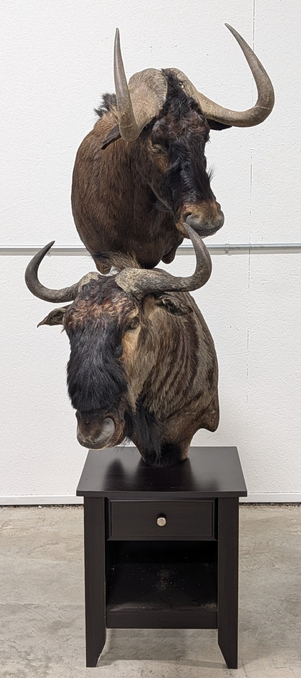 African Black & Blue Wildebeest Pedestal Taxidermy Mount on End Table: Mounts are in very nice condition with a few very small cracks on the ears, and other light wear from display. Mounts come apart for easy transportation. Overall measures 28in wide x 44in tall x 78in 