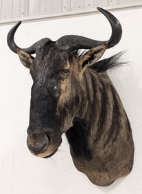 Zimbabwe Blue Wildebeest Shoulder Mount Taxidermy