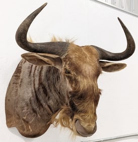 African Wildebeest Shoulder Mount Taxidermy