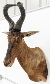 African Hartebeest Shoulder Mount Taxidermy
