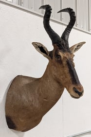 African Hartebeest Shoulder Mount Taxidermy