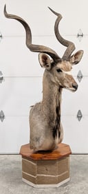 African Greater Kudu Shoulder Mount Taxidermy on Pedestal Base