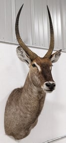 Common African Waterbuck Shoulder Mount Taxidermy