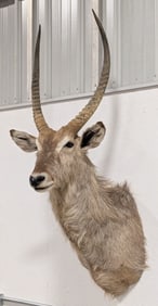 African Waterbuck Shoulder Mount Taxidermy