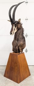 African Sable Antelope Shoulder Mount Taxidermy on Pedestal Base
