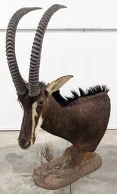 African Sable Antelope Shoulder Mount Taxidermy on Base