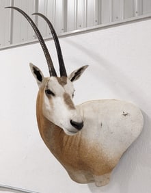 African Scimitar Oryx Shoulder Mount Taxidermy