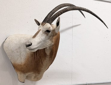 Scimitar Oryx Shoulder Mount Taxidermy