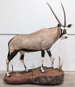 Gemsbok / Oryx Gazella Full Body Taxidermy Mount on Rolling Base