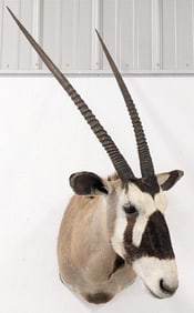 African Gemsbok Shoulder Mount Taxidermy