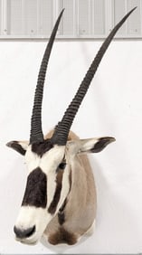 African Gemsbok Shoulder Mount Taxidermy