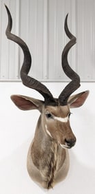 Large African Greater Kudu Shoulder Mount Taxidermy