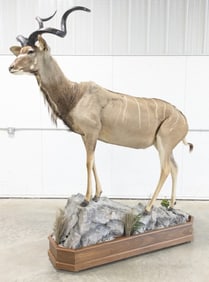Greater Kudu Full Body Taxidermy Mount
