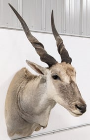Common Eland Shoulder Mount Taxidermy