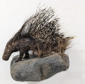 African Crested Porcupine Full Body Taxidermy Wall Mount