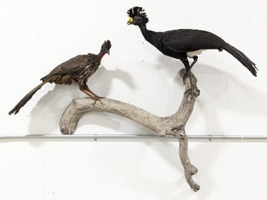Currasow & Guan Full Body Taxidermy Wall Mount on Driftwood