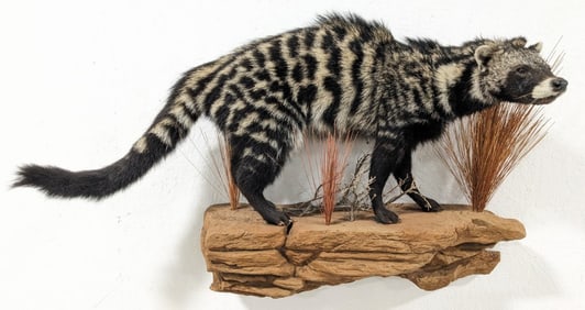 African Civet Cat Full Body Taxidermy Wall Mount