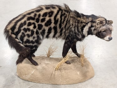 African Civet Cat Full Body Taxidermy Mount on Habitat Base