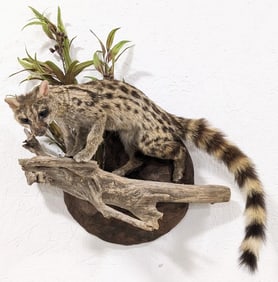African Common Genet Cat Full Body Taxidermy Wall Mount