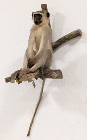 South African Black Faced Vervet Monkey Full Body Taxidermy on Branch