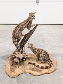 Pair of African Genet Cats Full Body Taxidermy on Habitat Base