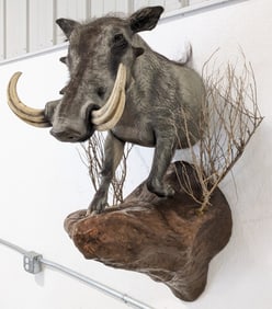 African Warthog Half Body Taxidermy Wall Mount
