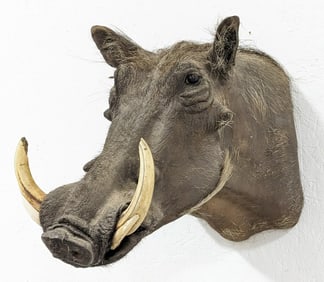 African Warthog Shoulder Mount Taxidermy