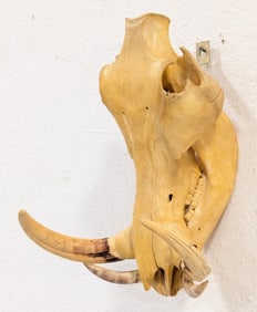 African Warthog Skull Taxidermy Mount w/ Real Tusks