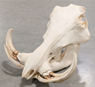 African Warthog Skull Taxidermy
