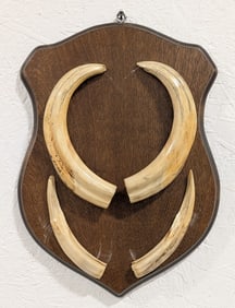 Warthog Tusk Plaque Display Taxidermy