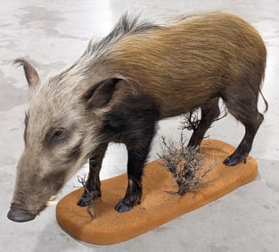 African Bushpig Full Body Taxidermy