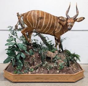 African Bongo Antelope & Duiker Full Body Taxidermy Mounts w/ Rolling Habitat Base