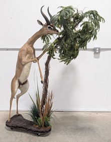 Gerenuk Giraffe Gazelle Full Body Taxidermy Mount