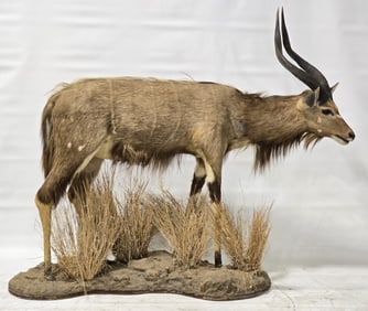 African Nyala Full Body Taxidermy Mount Display