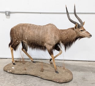 African Nyala Full Body Taxidermy Mount on Rolling Base
