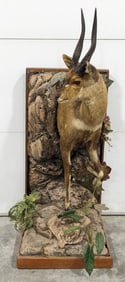 African Cape Bushbuck Half Body Taxidermy Mount