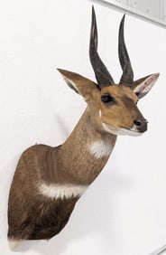 African Cape Bushbuck Shoulder Mount Taxidermy
