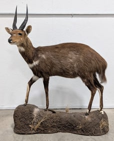 Chobe Bushbuck Full Body Taxidermy Mount on Base