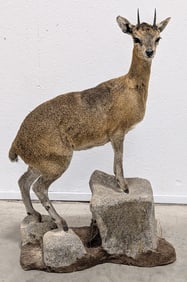 African Klipspringer Full Body Taxidermy Mount on Base